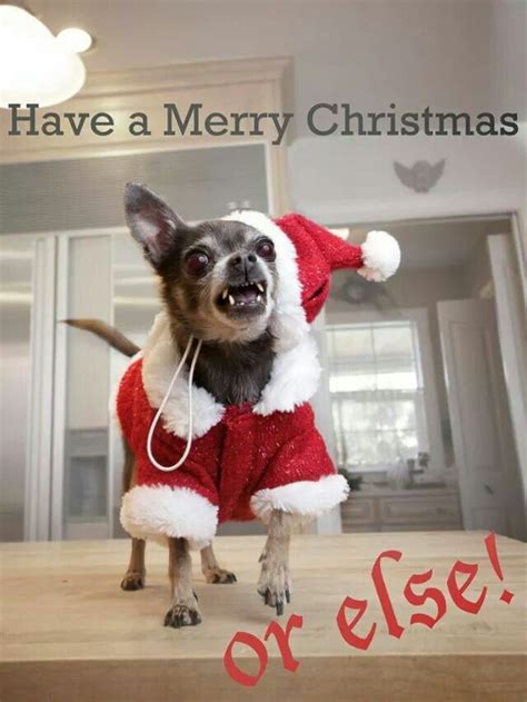 Pin by ★♡★Susan Sunshine☆♥☆ on Chihuahuas - Best Dog Breed Ever ...