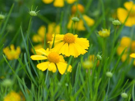 Native Perennials for Central Texas - Backbone Valley Nursery