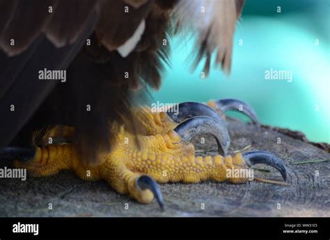 Bald Eagle talons close up Stock Photo - Alamy