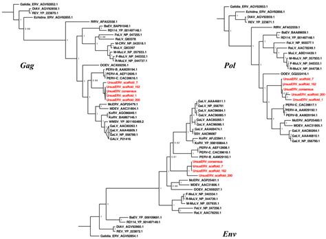 Viruses | Free Full-Text | An Evolutionarily Young Polar Bear (Ursus maritimus) Endogenous ...