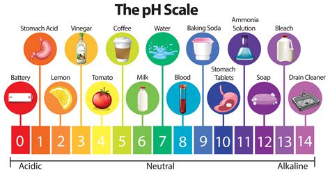 The PH Scale: Unveiling The Acidity And Alkalinity Of Everyday Items - Household Essentials on ...