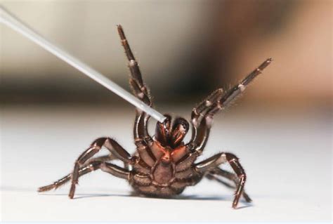 Funnel-web spiders sought for national antivenom program | St George ...