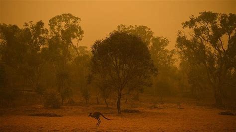 Over 6,000 hectares of forest burned in Australia wildfire