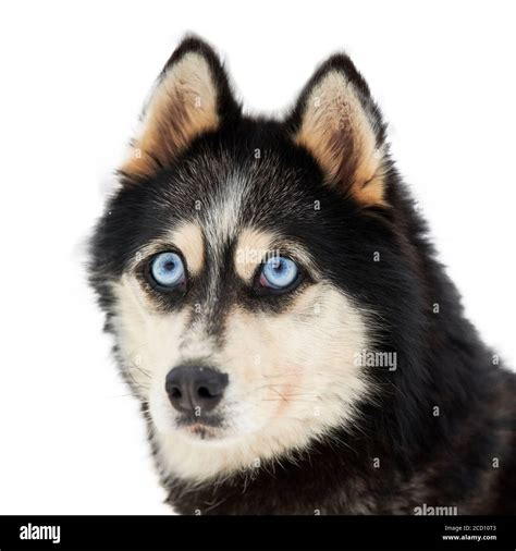 Funny husky face with big surprised eyes, isolated. Cute shocked look. Stunned mad Siberian ...