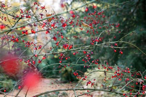 Winter Berry Shrub - Free photo on Pixabay - Pixabay