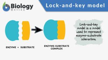 Lock-and-key model Definition and Examples - Biology Online Dictionary