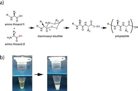 Artificial peptide bond formation provides clues to creation of life on ...