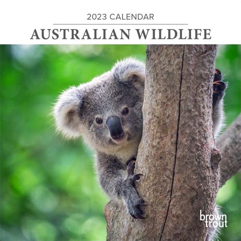 Buy 2023 Calendar Australian Wildlife Mini Wall, Browntrout - MyDeal