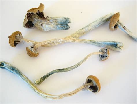 Psilocybin Treatment for Substance Use & Mental Health Disorders ...