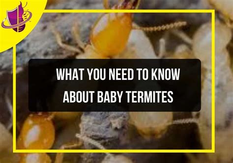 What You Need to Know About Baby Termites - Zip Pest Solutions