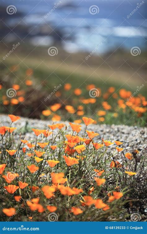 California poppy field. stock image. Image of beautiful - 68139233