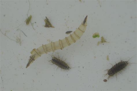 Tabanidae Larvae