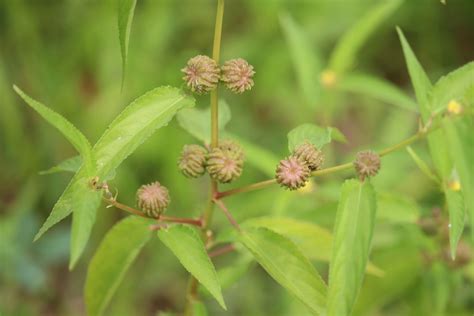 Corchorus capsularis L. | Plants of the World Online | Kew Science