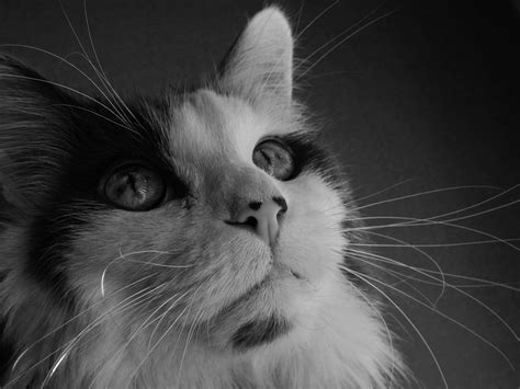 Black And White Cat Portrait Free Stock Photo - Public Domain Pictures
