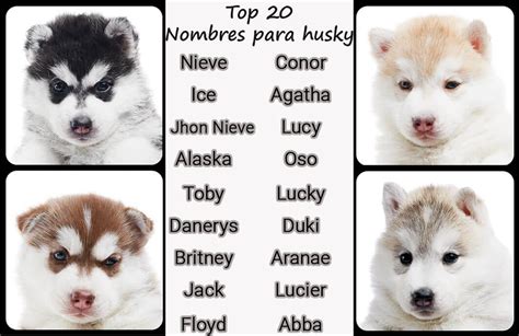 Husky Dog Names - 340+ Names | Dognames.info