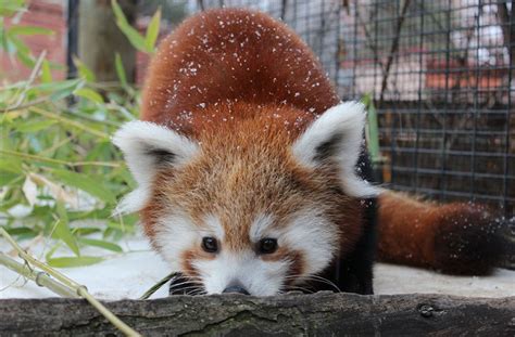 Boise Zoo Safely to Reopen with New Guidelines | Totally Boise