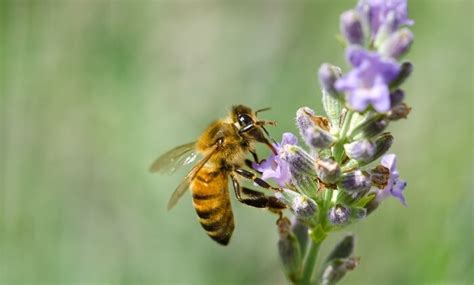 What Are Honey Bee Predators? - Joy of Animals