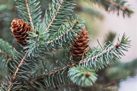 How To Make Blue Spruce More Blue: Here’s How