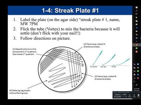 streak plate method lab report - Jennifer Dyer