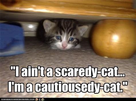 Scaredy cats need low key support.