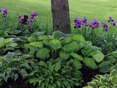 Hostas and Bearded Iris. Beautiful. I didn't know they were shade (iris ...