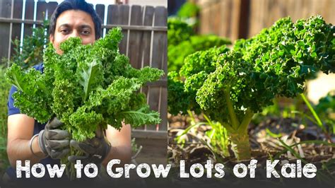 How to Grow Lots of Kale | Complete Guide Seed to Harvest - Herbal Plant Power