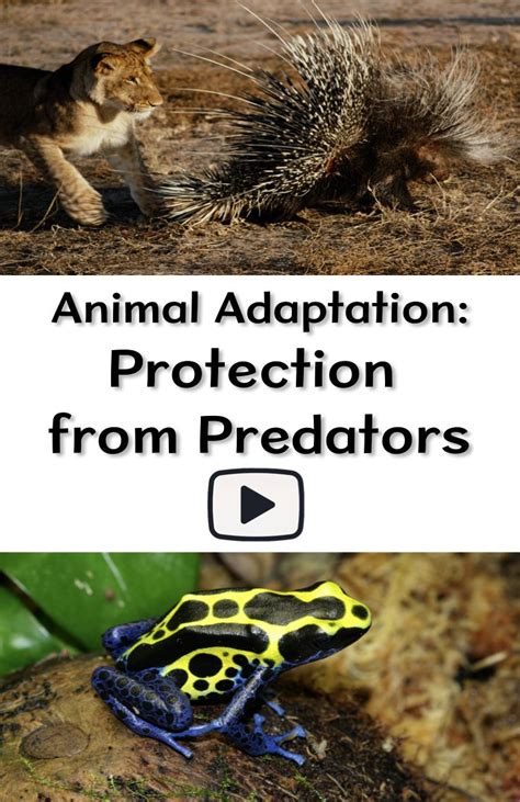 Animal Adaptation: Protection from Predators | Animal adaptations ...