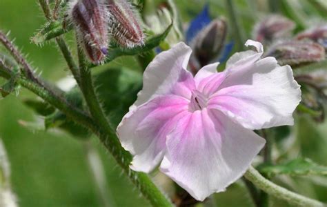 PERENNIAL FLOWER LYCHNIS ROSE CAMPION ANGELS BLUSH | Lychnis | Premier ...