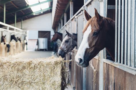 Design Your Horse's Stable and Stalls