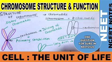 What is p and q Arm of Chromosome | Structure of Chromosome, Chromatid ...