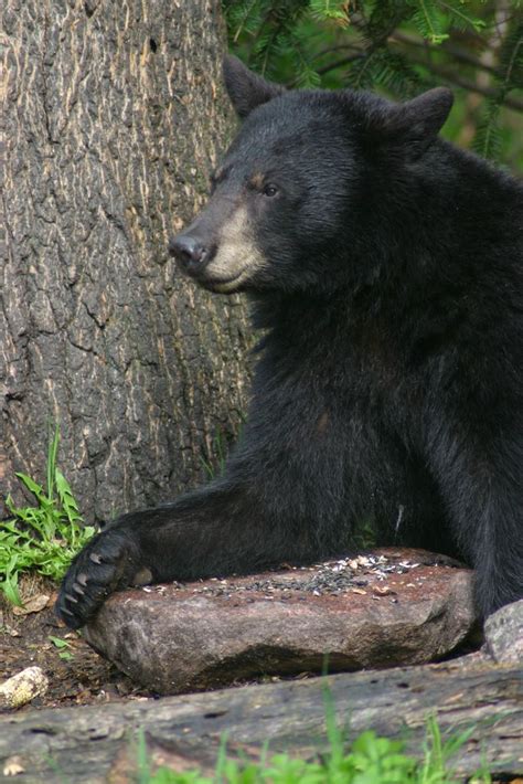 Sanctuary draws thousands to observe wild black bears - The Timberjay