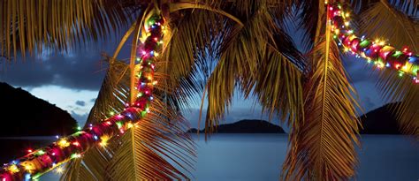 Create Your Own Slice of Paradise with Palm Tree Lights