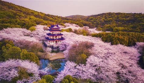 Best time and places to see China's Cherry Blossom | Expats Holidays