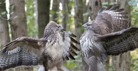 Eagle-eyed and Soaring: The Buteo Biography - The Worlds Rarest Birds