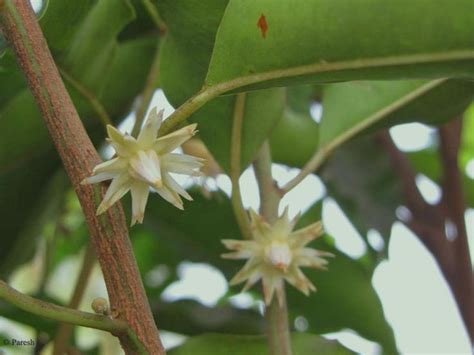 Bakul or Bakula (mimusops elengi) is an Ayurvedic herb that is mostly ...