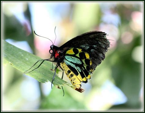 Wing damaged butterfly | Taken at Reiman Gardens in Ames,Ia.… | Flickr