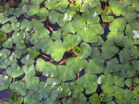 Hydrophytes: Indoor and Outdoor Water Garden Plants - Dengarden