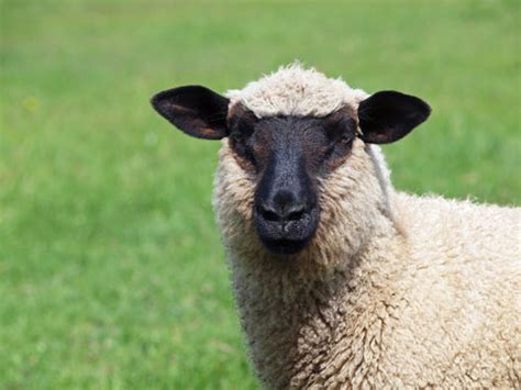 Suffolk sheep - Native Breed.org