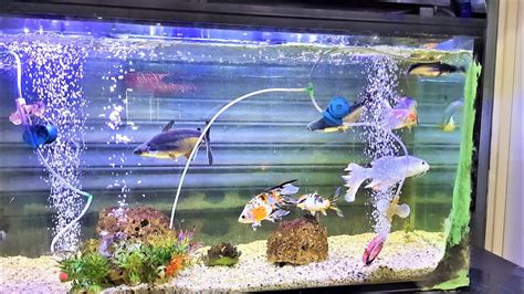 Beautiful Colourful Fishes (Fish Aquarium) - YouTube