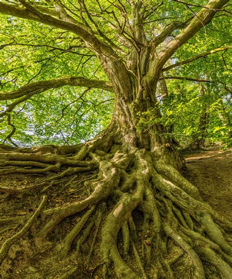 5 Reasons We Need Trees for a Healthy Planet - Earth Day