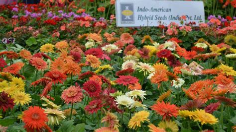 Captivating Flowers At Lal Bagh Flower Show 2014 - Nativeplanet