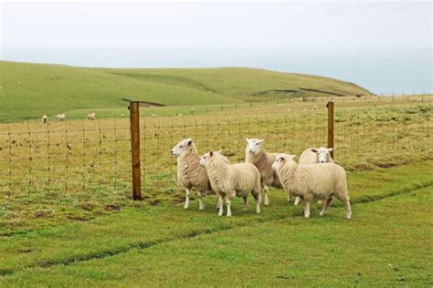 Things to Consider When Choosing a Stock Fence - Gale's Westlake