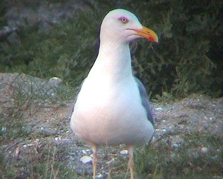 Surfbirds.com - Hybrid Gulls Breeding in Belgium by Peter Adriaens