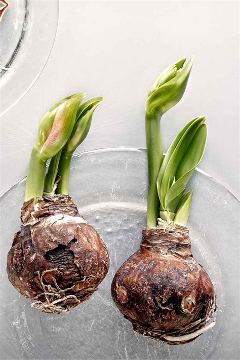 3 Tips to Prevent Amaryllis Bulb Rot | Gardener's Path