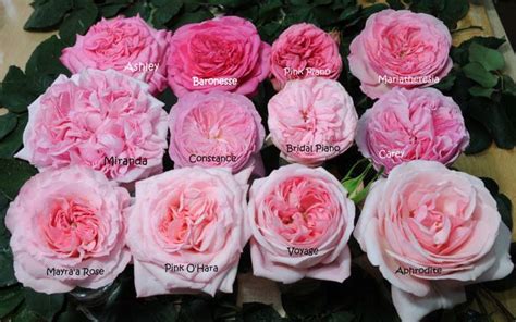 Alexandra Farms Garden Roses - Pink Flowers Arrangement