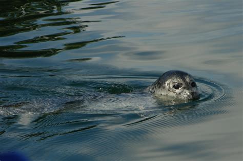 Harbor Seal Observations « NORTHWEST WILDLIFE ONLINE