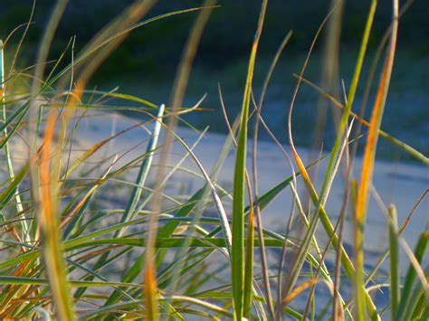 Free Images : nature, sand, branch, lawn, meadow, prairie, sunlight ...