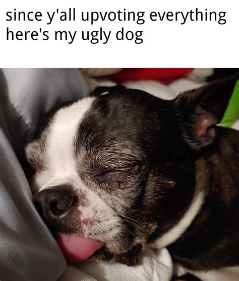 dog ugly : r/memes