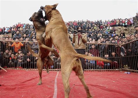 Dogfighting: which breed is stronger? - monickels.com