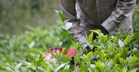 Person Harvesting Tea Leaves · Free Stock Photo